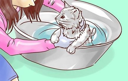 Cum să spăl o pisică corect și cu ce frecvență
