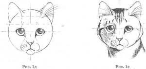 Як намалювати кішку починаючому художнику за допомогою олівця, виконуючи малюнок поетапно