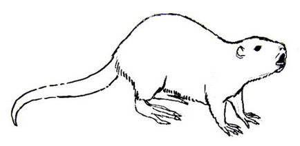 Як намалювати ондатру або нутрію