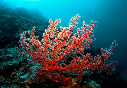 Як носити намиста з корала