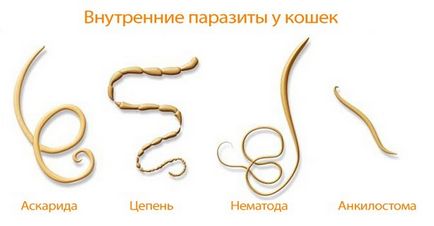 Cum se detectează viermi și dacă este necesară efectuarea profilaxiei. Dr. Komarovsky