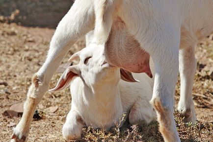 Cum se determină sarcina unei caprine