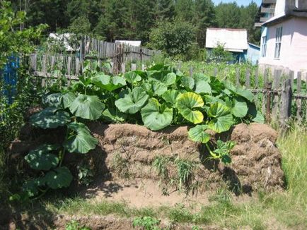 Cum să plantezi dovlecei pe o metodă de cultivare a compostului