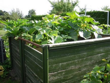Cum să plantezi dovlecei pe o metodă de cultivare a compostului