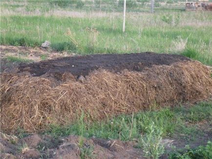Cum să plantezi dovlecei pe o metodă de cultivare a compostului
