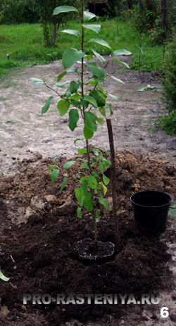 Як посадити саджанець яблуні (покрокова інструкція з фото)