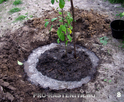 Cum să plantați un răsad de măr (instrucțiuni pas cu pas cu o fotografie)