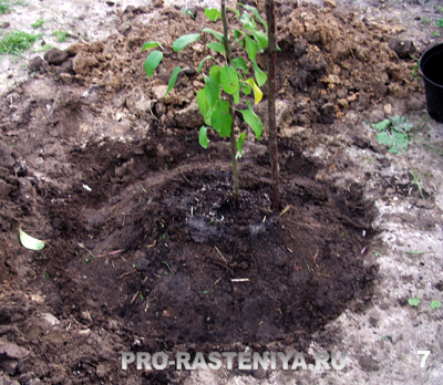 Cum să plantați un răsad de măr (instrucțiuni pas cu pas cu o fotografie)