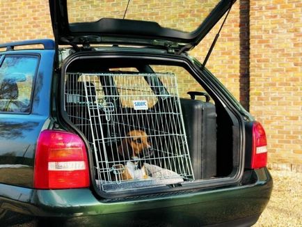Як правильно перевозити собаку в машині
