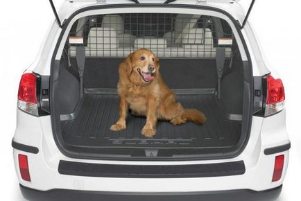 Як правильно перевозити собаку в машині