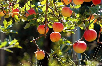 Cum să plantați în mod corespunzător un măr în timpul verii cu un sistem video rădăcină deschis și închis