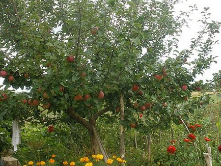 Milyen a növény egy almafa, nyáron nyitott és zárt gyökérzet videó