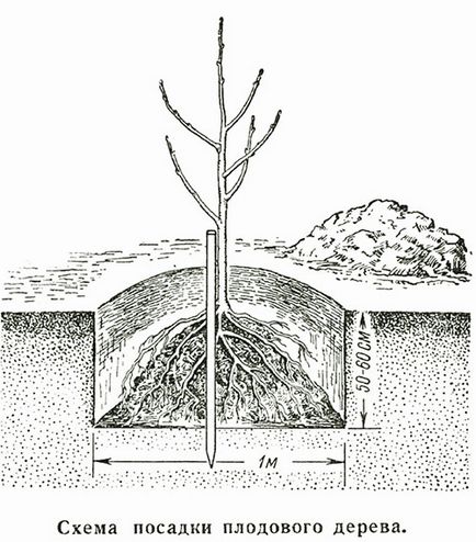 Cum să plantați în mod corespunzător un măr în timpul verii cu un sistem video rădăcină deschis și închis