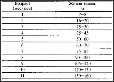 Як правильно вибрати свиню для розплоду