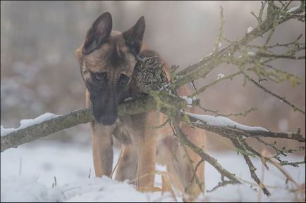 Cum a fost luat un câine și o bufnita de noapte