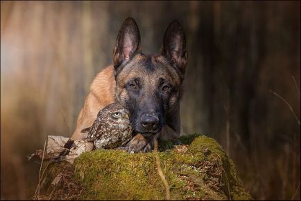 Cum a fost luat un câine și o bufnita de noapte