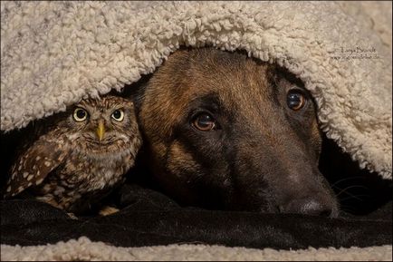 Як собака і сова дружбу водили