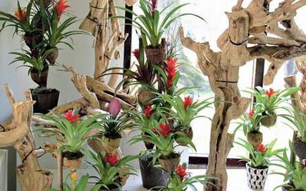 Cum de a crea un copac pentru bromeliads - un maestru de gradina