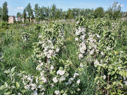 Як створити урожайний сад на піску без лопати