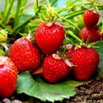 Cum să aibă grijă de căpșuni în primăvară, astfel încât să existe o recoltă bună, în toamnă, după iarnă, în iunie, în casă