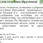 Як доглядати за полуницею навесні, щоб був хороший урожай, восени, після зими в червні в домашніх