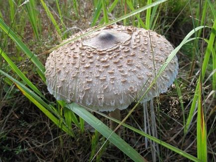 Cum arată o ciupercă umbrelă - cum arată o ciupercă albă - științele naturii