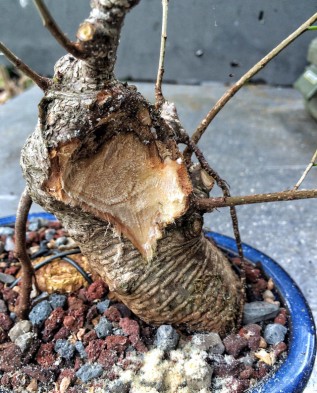 Hogyan növekszik bonsai saját kezűleg