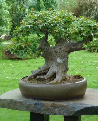 Cum să crești un bonsai cu mâinile tale