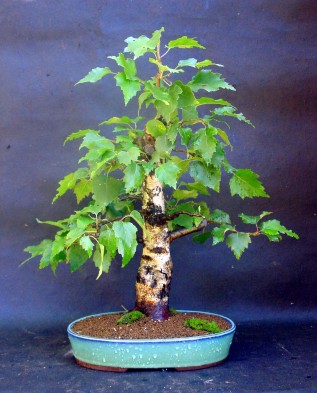 Hogyan növekszik bonsai saját kezűleg