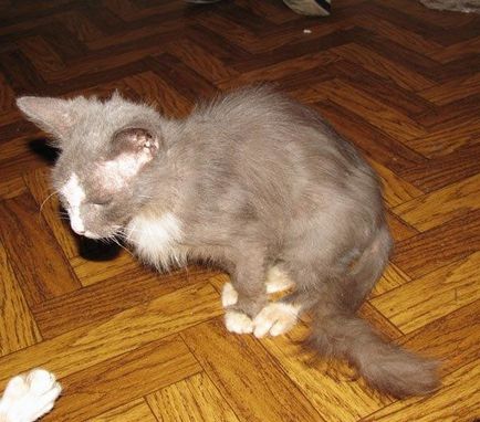 Cum să trageți o bifă dintr-un simptom de pisică, semne și tratamentul unei mușcături de căpușe la pisici, fotografii și videoclipuri