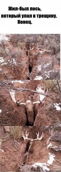 Cum l-am salvat pe moose