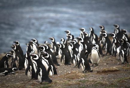 Ahogy mentem a Tierra del Fuego, kószáló