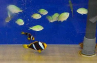 карантинний акваріум
