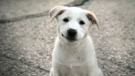 De ce un câine alb visează la un vis celebru