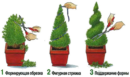 Cypress - îngrijire adecvată la domiciliu, transplant