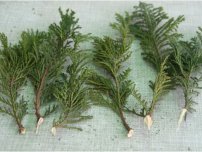 Cypress în casă - cum să aibă grijă de o herringă, flori în casă (gospodărie)