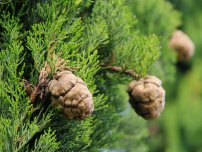 Cypress în casă - cum să aibă grijă de o herringă, flori în casă (gospodărie)
