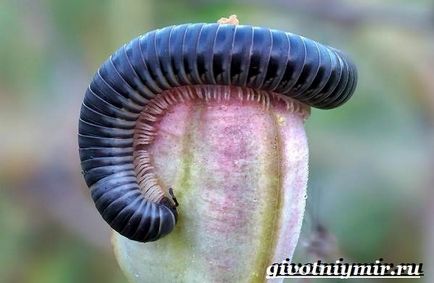 Millipede százlábú (százlábú fotó) százlábú százlábú