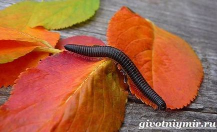 Millipede százlábú (százlábú fotó) százlábú százlábú
