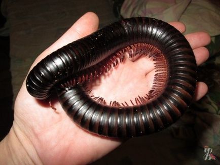 Millipede - a nogasty mezei vaddal, azt akár 740 láb, osztva egy pár ...