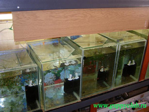 Acvariile adezive acasă, pentru agricultura acvariului, echipamente pentru acvariu,