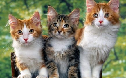 Клички для котів з описом - домашні тварини
