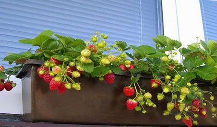 Căpșuni pe balcon pe tot parcursul anului cum să crească și să păstreze