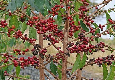 Arborele de cafea