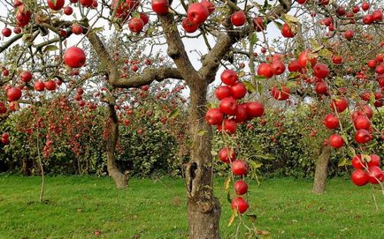 Коли краще садити яблуні - посадка яблуні