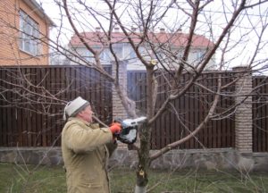 Amikor az alma termés, és van néhány jellemzője vágás