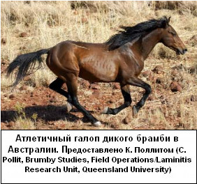 Копита коней дикі проти домашніх, equus almatinicus