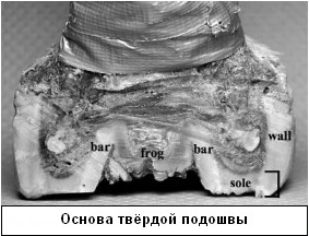 Копита коней дикі проти домашніх, equus almatinicus