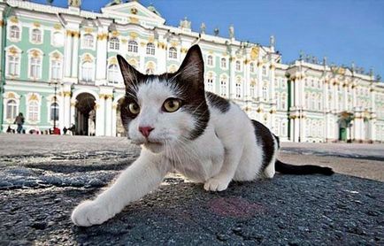 Cat's Petersburg 10 locuri principale dedicate pisicilor, blog-ul fiesta