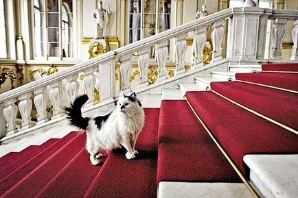 Feline Petersburg 10 főbb helyszínek szentelt macskák, blog fiesta